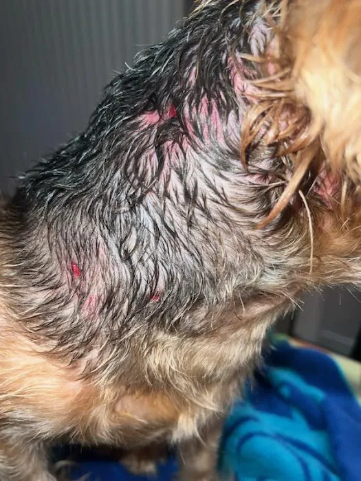 Pet Urgent Care of Wesley Chapel Picture 3