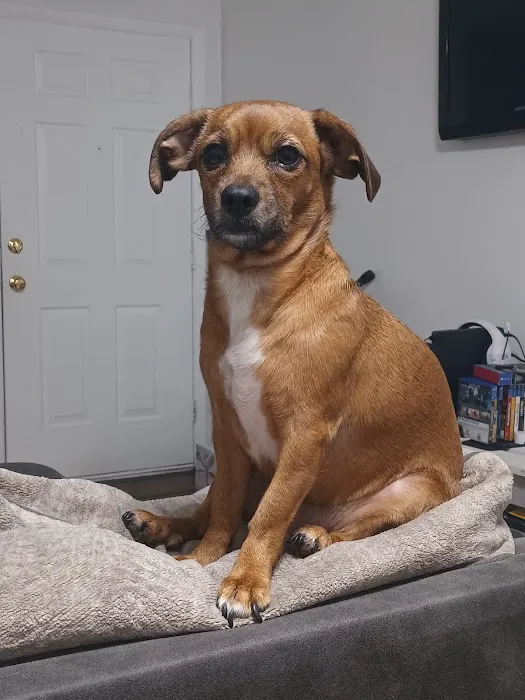 Pet Urgent Care of Wesley Chapel Picture 1