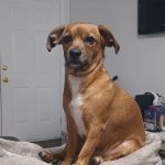 Pet Urgent Care of Wesley Chapel