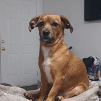 Pet Urgent Care of Wesley Chapel ico