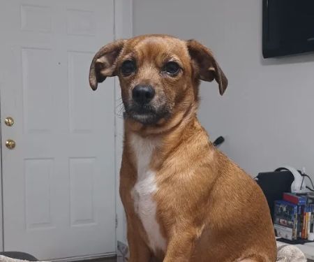 Pet Urgent Care of Wesley Chapel