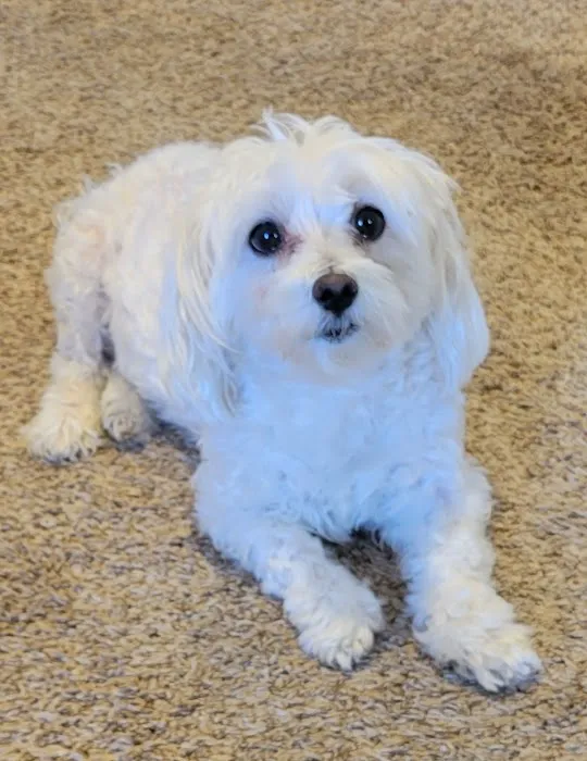 Pet Urgent Care of Wesley Chapel Picture 5