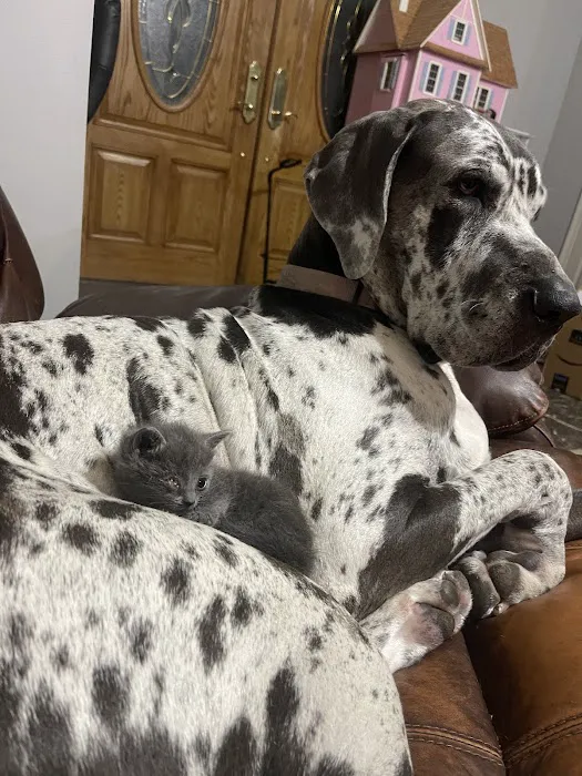 Pet Urgent Care of Wesley Chapel Picture 4