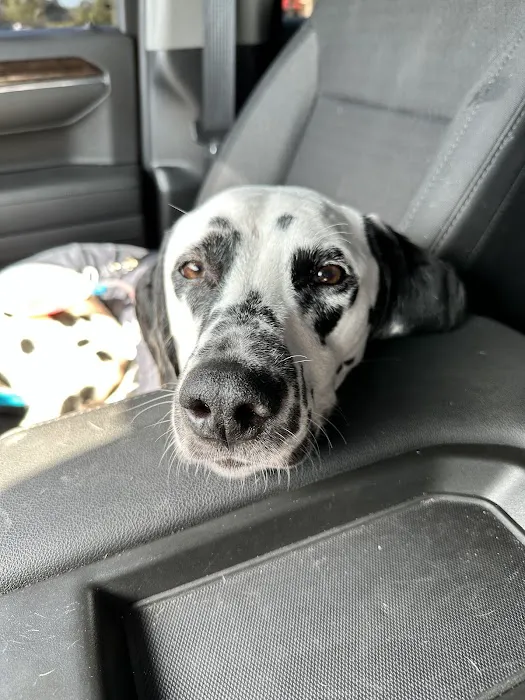 Pet Urgent Care of Wesley Chapel Picture 8