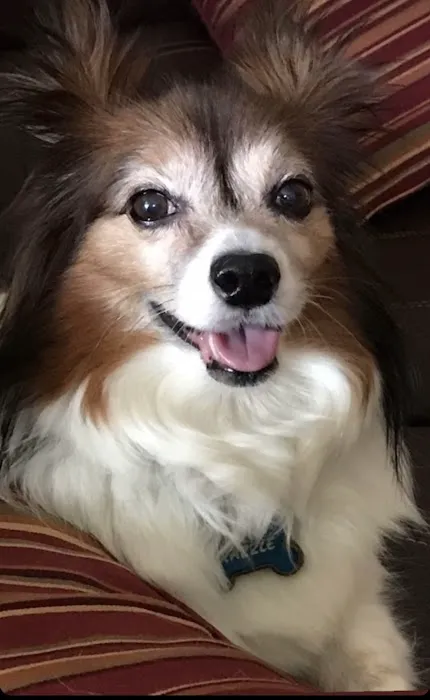 Pet Urgent Care of Wesley Chapel Picture 10
