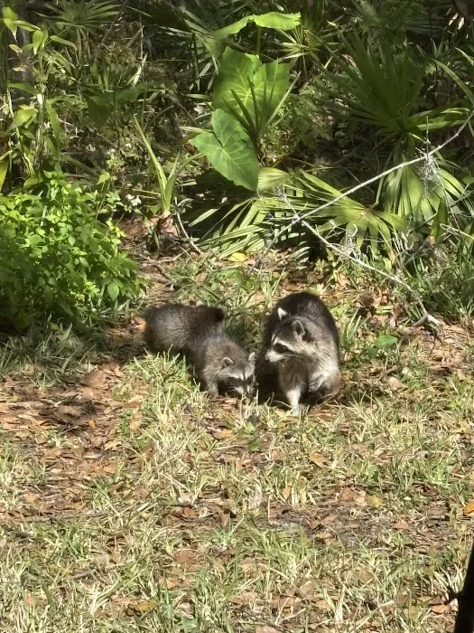 Animal Wellness Centre of Wesley Chapel Picture 3