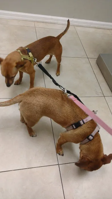 Animal Wellness Centre of Wesley Chapel Picture 8