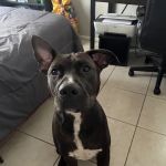 Pet Point Animal Hospital