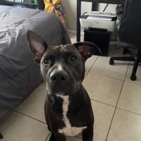 Pet Point Animal Hospital ico