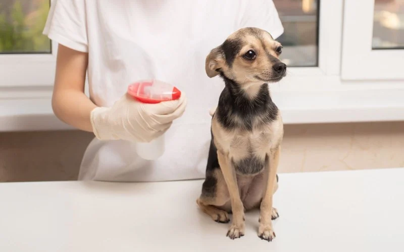 Expert Advice on Parasite Prevention for Pets That Works