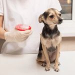 Expert Advice on Parasite Prevention for Pets That Works