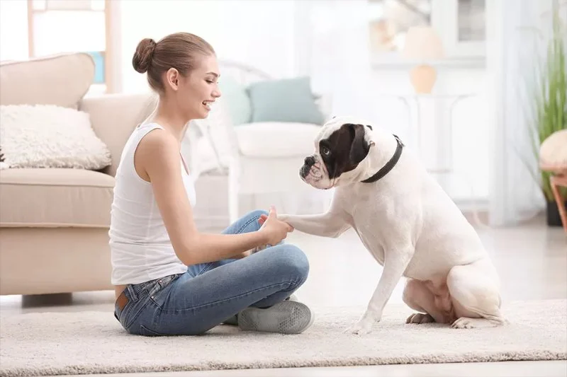 Top 8 Tips for Pet Training That Actually Work