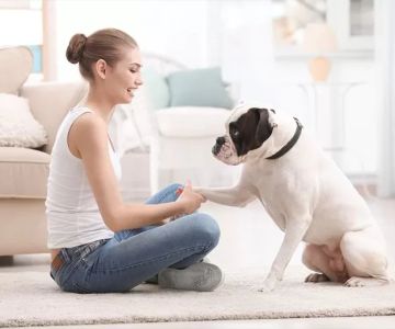 Top 8 Tips for Pet Training That Actually Work