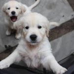 How to Improve Your Puppy & Kitten Care for a Healthy Start