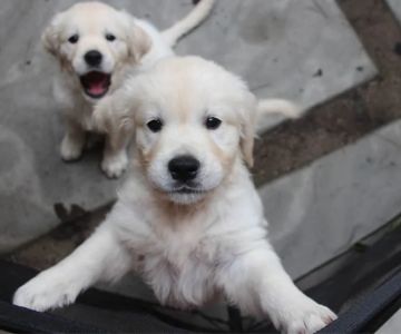 How to Improve Your Puppy & Kitten Care for a Healthy Start