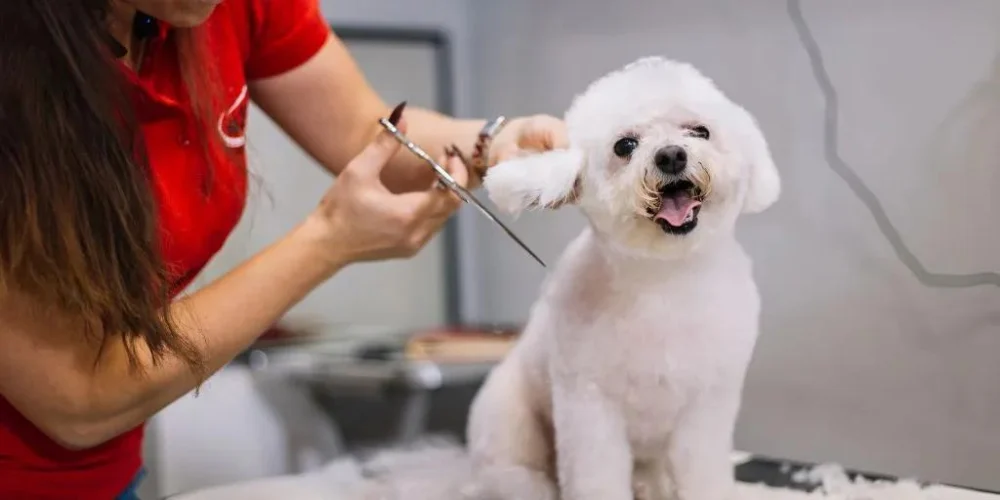 Common Mistakes in Pet Grooming and How to Avoid Them