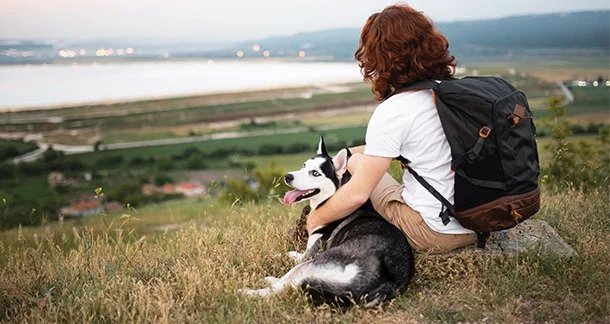 Top 7 Expert Tips for Ensuring Pet Safety at Home and On the Go