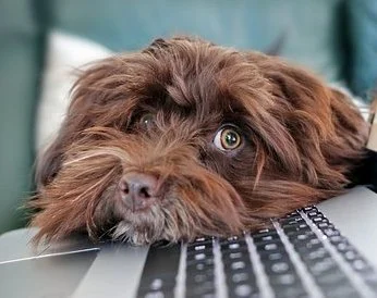 Is Your Pet’s Mental Health on Track? Signs & Tips for U.S. Owners