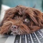 Is Your Pet’s Mental Health on Track? Signs & Tips for U.S. Owners