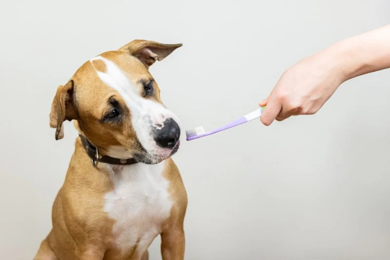 The Dos and Don’ts of Dental Care for Pets Every Pet Owner Should Know