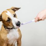 The Dos and Don’ts of Dental Care for Pets Every Pet Owner Should Know