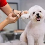 Top 13 Tips for Pet Grooming | Keep Your Pet Healthy, Happy, and Well-Groomed