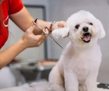 Top 13 Tips for Pet Grooming | Keep Your Pet Healthy, Happy, and Well-Groomed