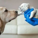 What Every Pet Owner Should Know About Puppies & Kittens in the US