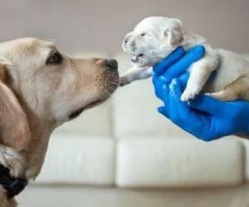 What Every Pet Owner Should Know About Puppies & Kittens in the US