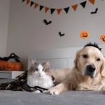 Top 7 Tips for Pet Safety Every Owner Should Know