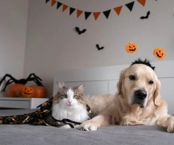 Top 7 Tips for Pet Safety Every Owner Should Know