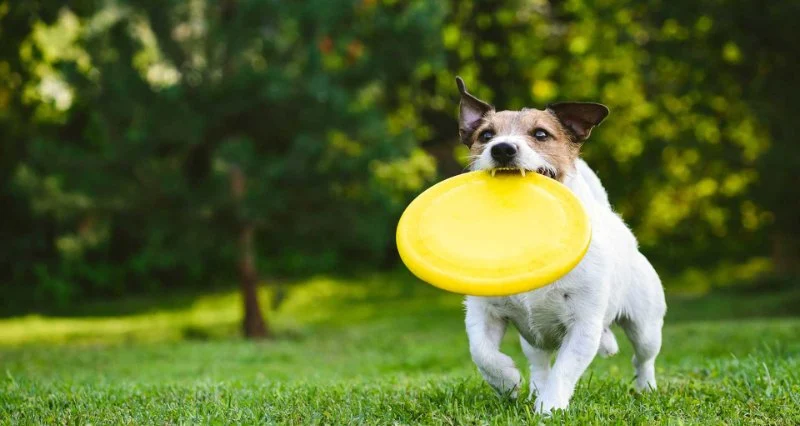 The Dos and Don'ts of Pet Fitness Every Owner Should Know