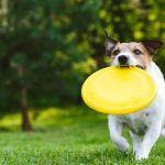 The Dos and Don'ts of Pet Fitness Every Owner Should Know