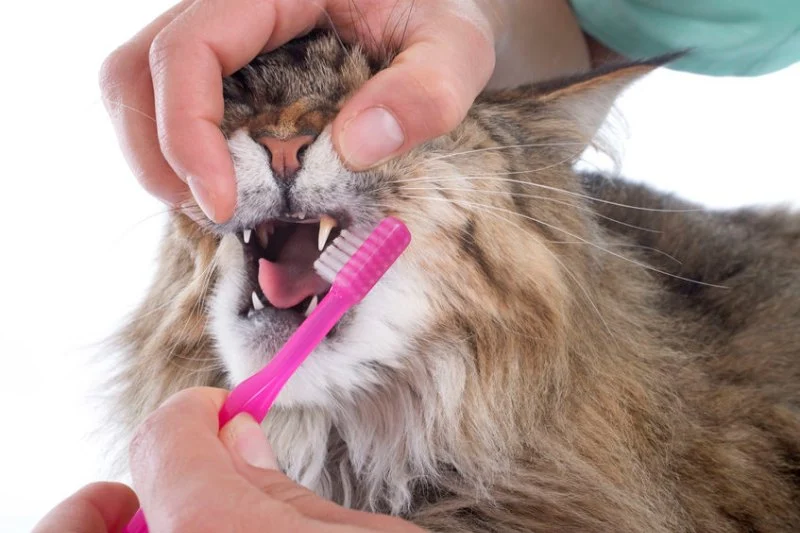 The Dos and Don'ts of Dental Care for Pets