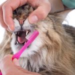 The Dos and Don'ts of Dental Care for Pets