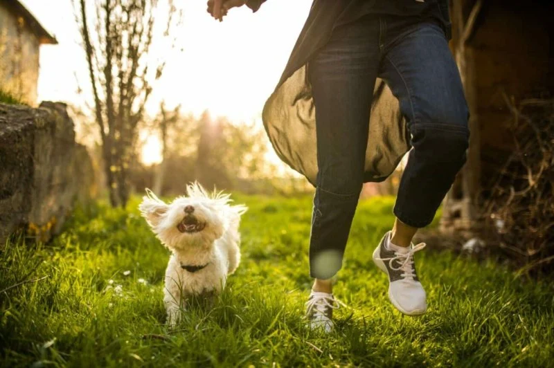 How to Improve Your Pet’s Mental Health: Everyday Steps That Make a Big Difference