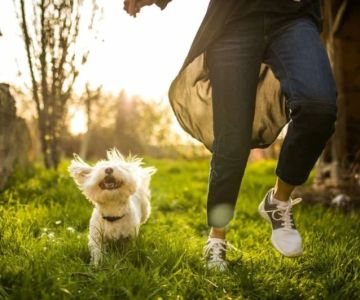 How to Improve Your Pet’s Mental Health: Everyday Steps That Make a Big Difference