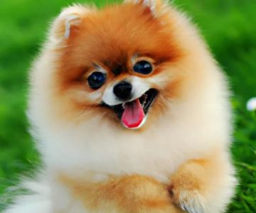 Beginner's Guide to Pet Behavior: Understanding Your Furry Friend