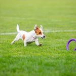 Beginner's Guide to Pet Fitness: Safe, Fun & Healthy Routines for All Pets