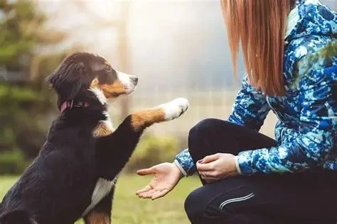 Top 9 Tips for Pet Training Every Owner Should Know