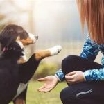 Top 9 Tips for Pet Training Every Owner Should Know