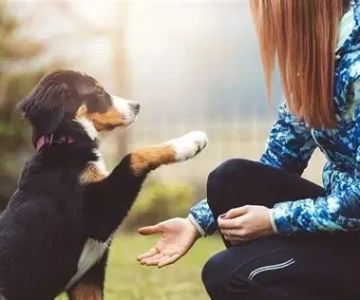 Top 9 Tips for Pet Training Every Owner Should Know