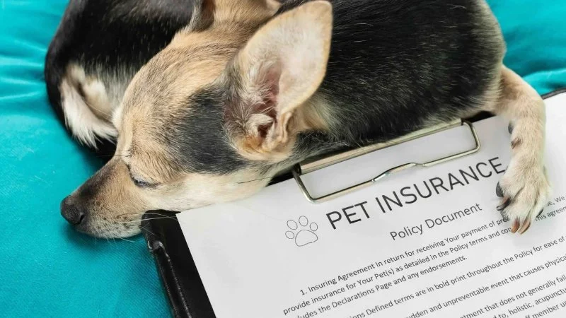 Top 8 Tips for Pet Insurance Every Pet Owner Should Know