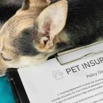 Top 8 Tips for Pet Insurance Every Pet Owner Should Know
