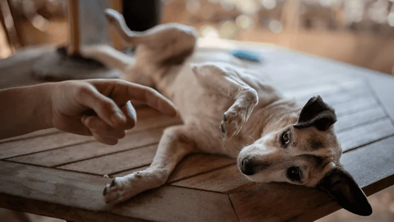 Avoid These Common Pet Safety Mistakes and Keep Your Pet Protected