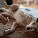 Avoid These Common Pet Safety Mistakes and Keep Your Pet Protected