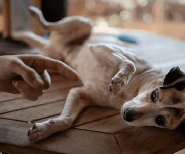 Avoid These Common Pet Safety Mistakes and Keep Your Pet Protected