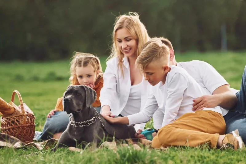 Beginner's Guide to Pet Training for American Families