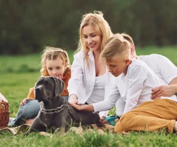 Beginner's Guide to Pet Training for American Families