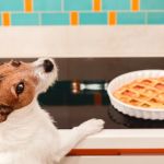 The Dos and Don'ts of Seasonal Pet Care: Keep Your Pet Safe Year-Round